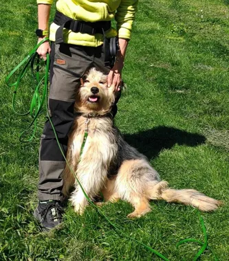 Grafika promocyjna wydarzenia IV SANDOMIERSKI DOGTREKKING WIŚNIOWY :)